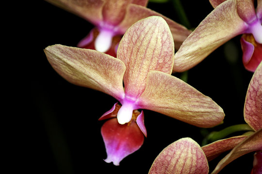 orquidea