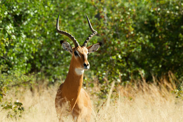 Naklejka na ściany i meble Impala antelope Moremi Botswana, Africa wildlife