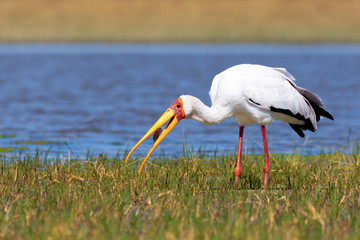 Yellow-billed stork, Botswana Africa wildlife