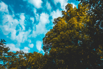 green colored treetop with fluffy cloud background