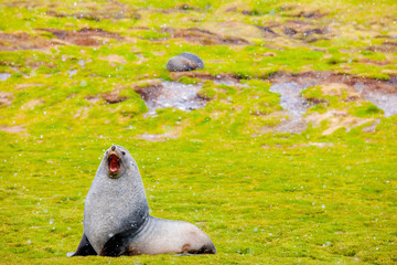 Cute Penguins Seals Sea Lions Elephant