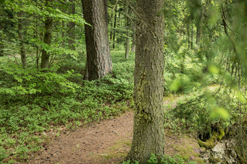 Mystische Waldstimmung mit Waldweg