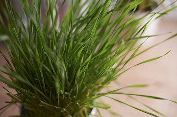 Green monring sunshine leaves in garden