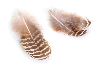Brown Spotted feathers isolated on white background