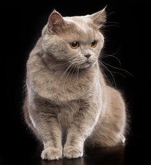 British cat isolated on Black Background in studio