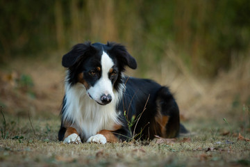Bordercollie und ein L&ouml;wenzahn