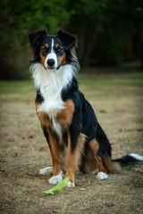 Bodercollie aufmerksam
