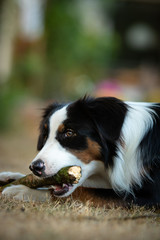 Collie kaut auf einem Stock