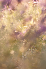 Green monring sunshine leaves in garden