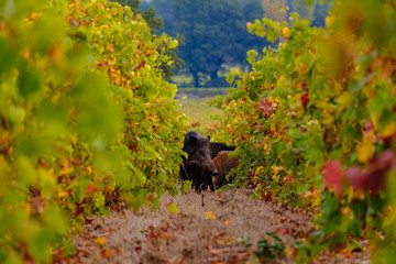 Sangliers sauvages dans les vignes en automne. Sud de France.