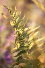 Green monring sunshine leaves in garden