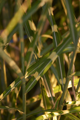 Green monring sunshine leaves in garden