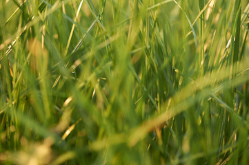 Green monring sunshine leaves in garden