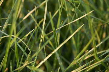 Green monring sunshine leaves in garden