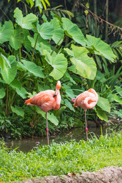 Two pink flamingo standing in water park