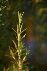 Green monring sunshine leaves in garden