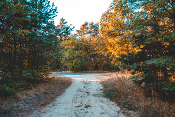 dead end road in a german forest with green and orange trees