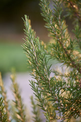 Green monring sunshine leaves in garden