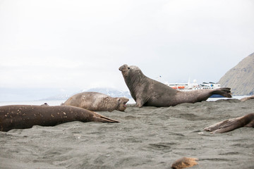 Cute Penguins Seals Sea Lions Elephant
