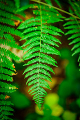 Ferns covering the ground, Natural Woodland
