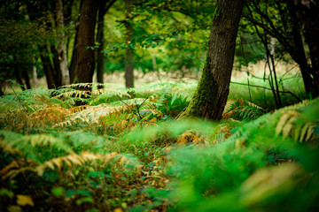 Ferns covering the ground, Natural Woodland