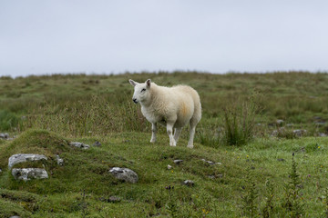 Fototapeta na wymiar A single sheep on the Isle of Muck, a small island in the Inner Hebrides of Scotland