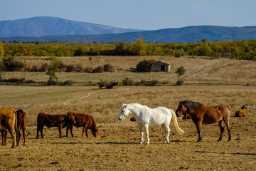 Fototapeta na wymiar Chevaux blanc et brun et des vaches en pâture. 