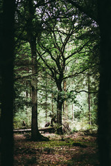 Natural Woodland Environment, UK