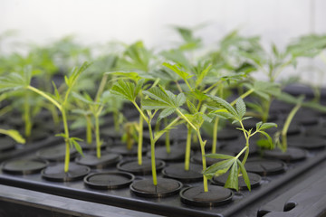 Piantine di Cannabis Light, Marijuana 