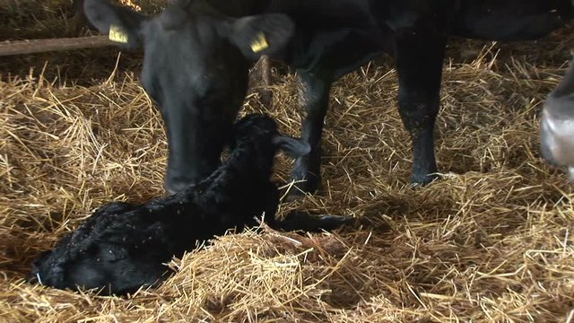 mother cow licking her newborn calf