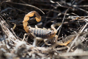 Scorpion