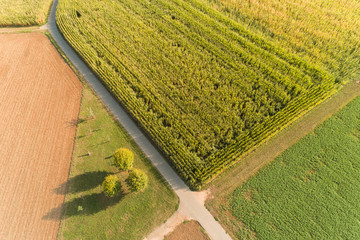 Baumgruppe am Maisfeld