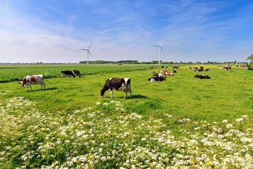 Photo sur Plexiglas Vache Vaches (Holstein Friesians, Bos Taurus) paissant dans une belle prairie verte sous un ciel bleu au printemps aux Pays-Bas