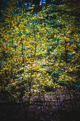 Autumnal leaves on a Birch tree saplingNatural Woodland
