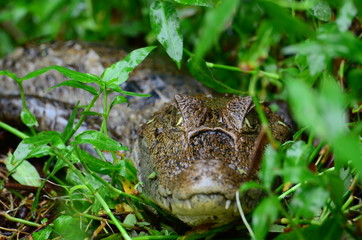 Kaiman - Tortuguero, Costa Rica