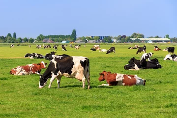 Cows (Holstein Friesians, Bos Taurus) grazing in a beautiful green meadow under a blue sky in spring in the Netherlands