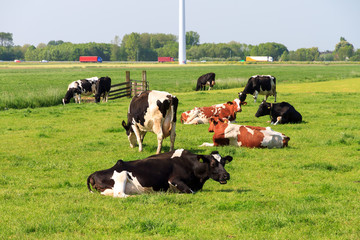 Cows (Holstein Friesians, Bos Taurus) grazing in a beautiful green meadow under a blue sky in spring in the Netherlands