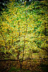 Autumnal leaves on a Birch tree saplingNatural Woodland