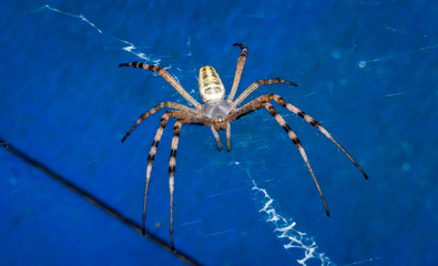 spider on web