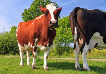 Beautiful brown-red and white marked cow (Holstein Friesians, Bos Taurus) in a pasture in spring in the Netherlands