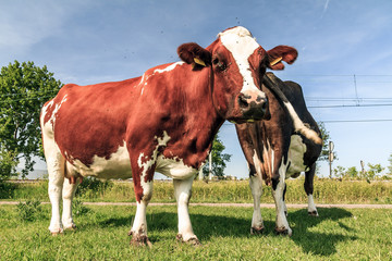 Beautiful brown-red and white marked cow (Holstein Friesians, Bos Taurus) in a pasture in spring in the Netherlands