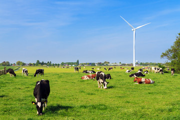 Cows (Holstein Friesians, Bos Taurus) grazing in a beautiful green meadow under a blue sky in spring in the Netherlands