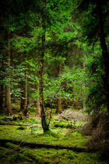 Natural Woodland Enviroment with moss covered ground.