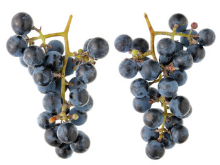 A real bunch of sweet dark blue  Isabella grapes - a view from both sides.