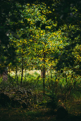Yellow and Green autumn leaves, Natural Woodland