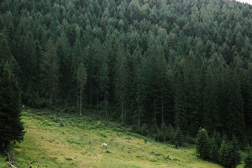 cloudly summer landscape of Carpathian mountains, pine forest and white horse. Ukraine