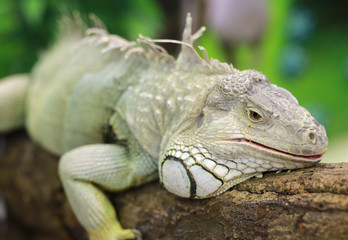 Close-up of a green iguana.