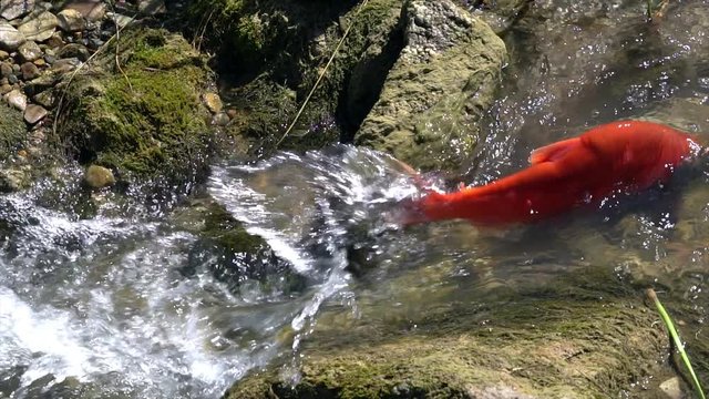 Kokanee salmon spawning upstream in slow motion.