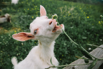 little cute white goats are chewing grass and flowers on the Carpathian cheese farm in the mountains