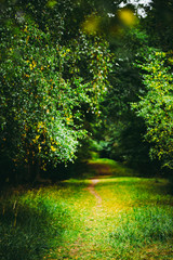 Tree lined woodland path, Natural Woodland